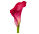 گل شیپوری چریو